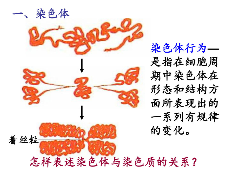 减数分裂中染色体的行为课件.ppt_第2页