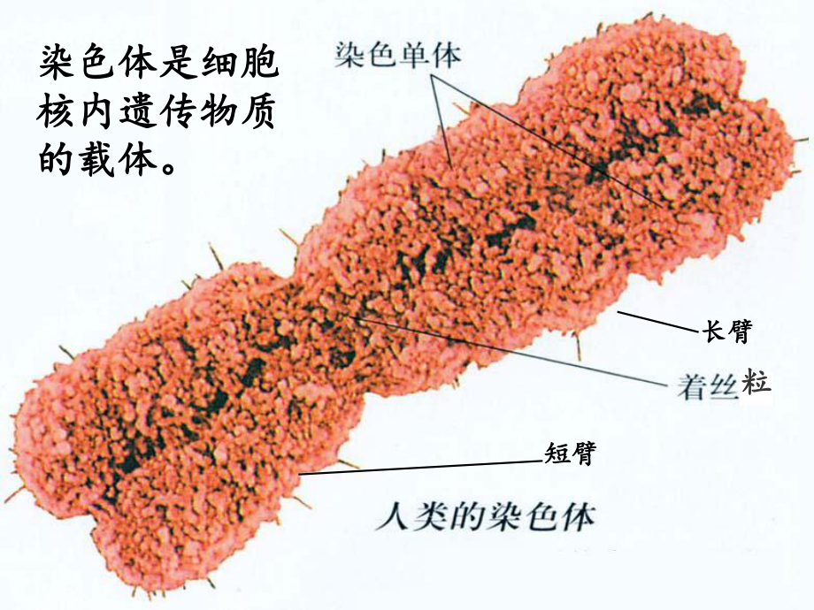 减数分裂中染色体的行为课件.ppt_第3页