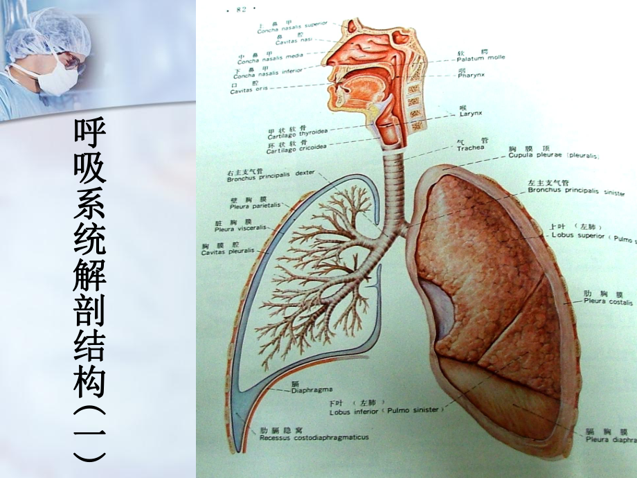 呼吸系统急症与窒息急救-课件.ppt_第2页