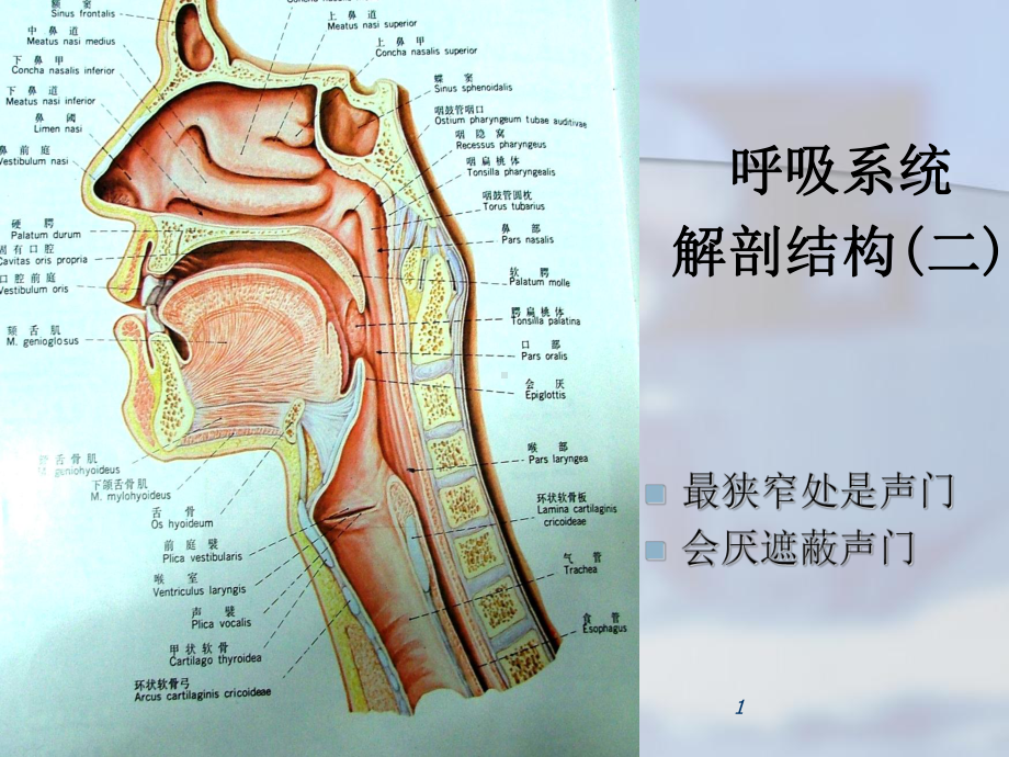 呼吸系统急症与窒息急救-课件.ppt_第3页