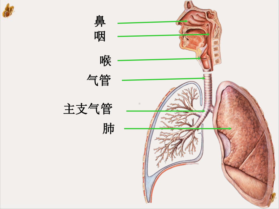 呼吸系统的组成培训课程课件.ppt_第3页