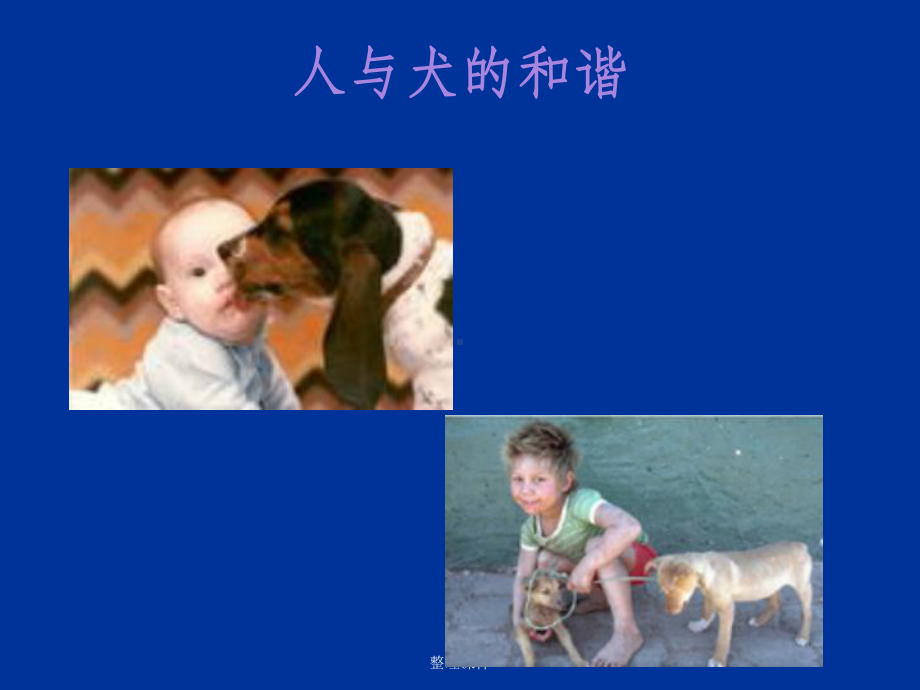 《实验动物与管理教学》狂犬病课件.ppt_第3页