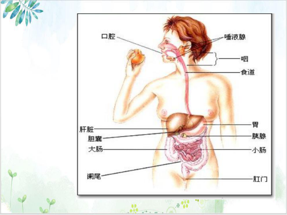 中成药治疗胃病的一点参考课件.ppt_第3页