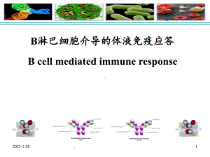 免疫学B细胞介导的体液免疫应答2课件.ppt