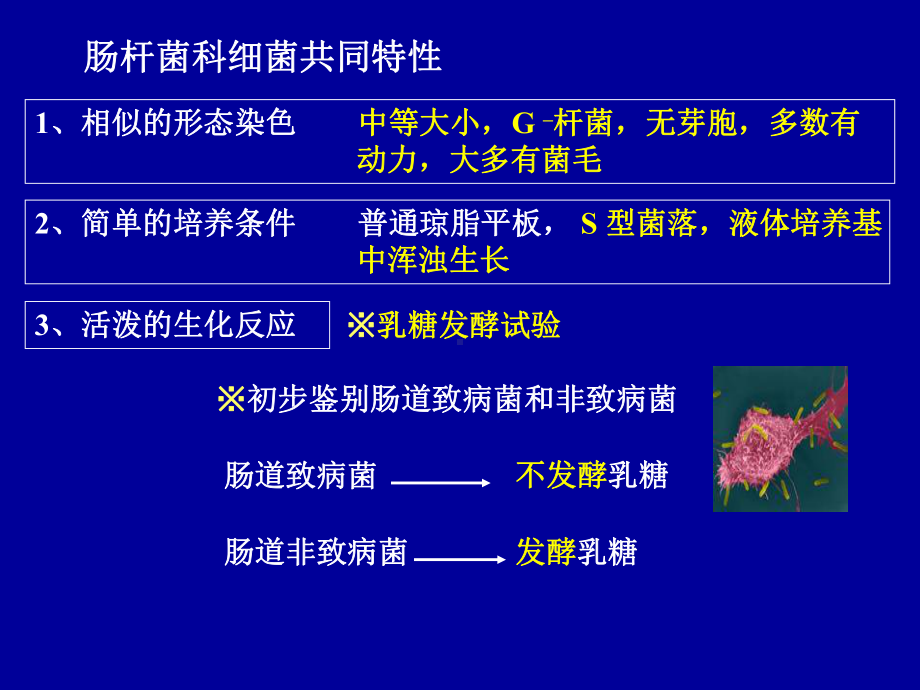 医学消化道感染细菌课件.ppt_第3页