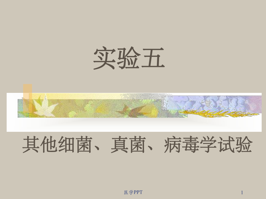 《医学微生物实验》课件.ppt_第1页