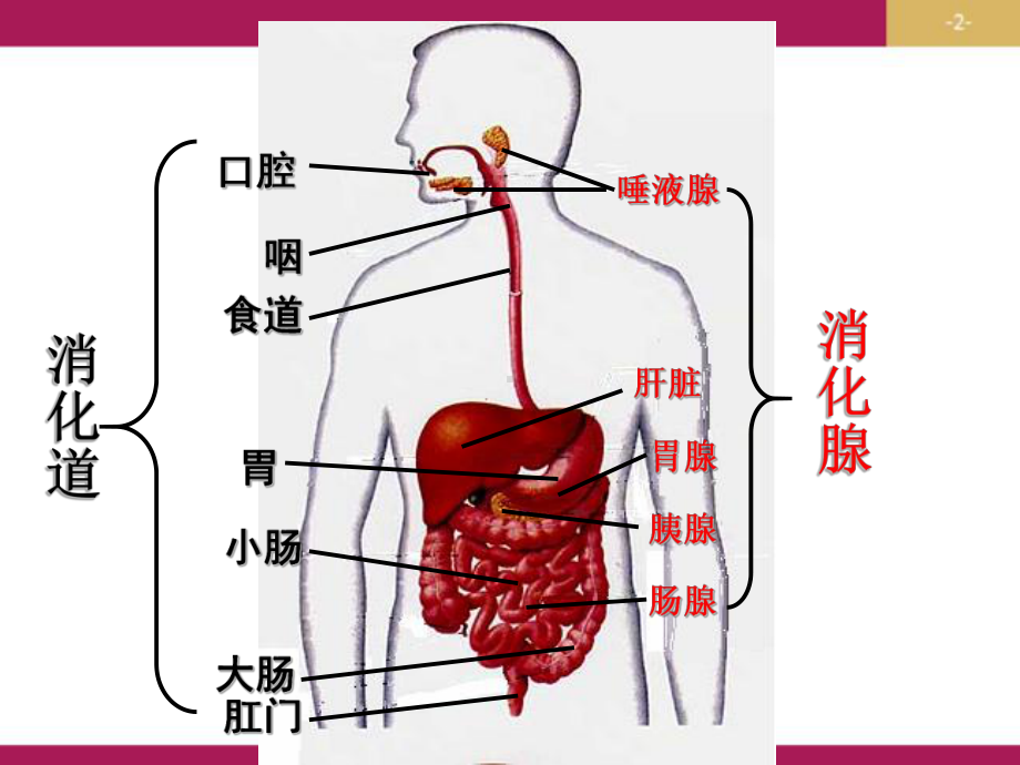 人教版初中生物总复习：人体系统-课件版.pptx_第2页