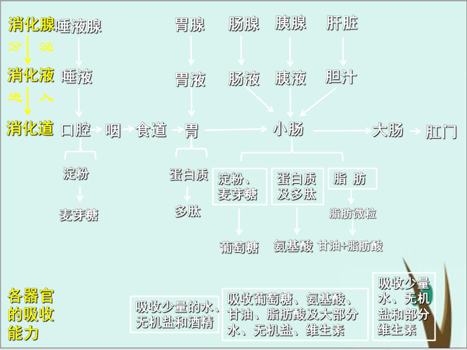 人教版初中生物总复习：人体系统-课件版.pptx_第3页