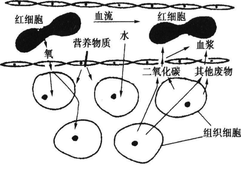 初中生物-泌尿课件.ppt_第1页