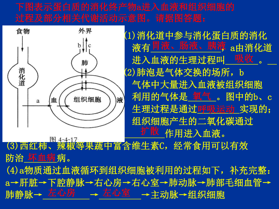 初中生物-泌尿课件.ppt_第3页