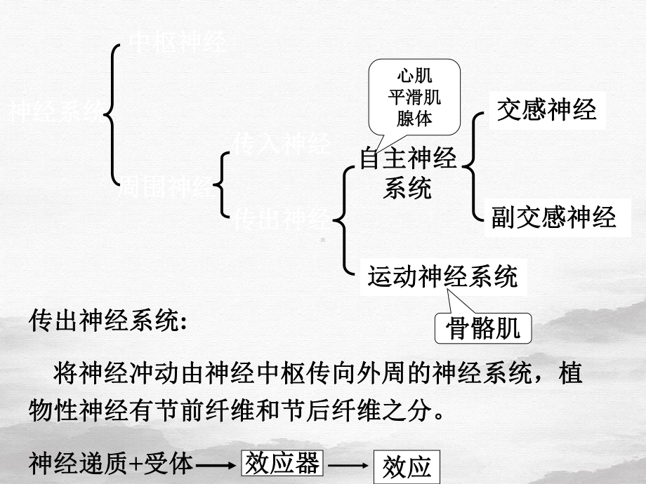 传出神经系统药理概论整理课件.ppt_第2页