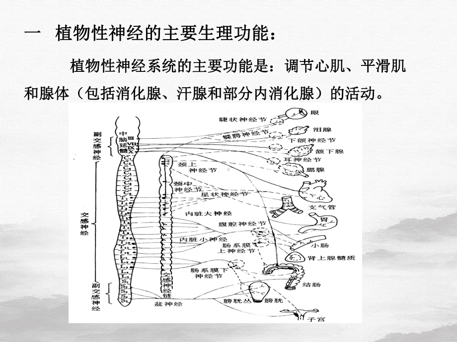 传出神经系统药理概论整理课件.ppt_第3页