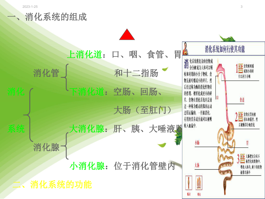 人体解剖生理学：-第十章-消化系统组成课件.ppt_第3页