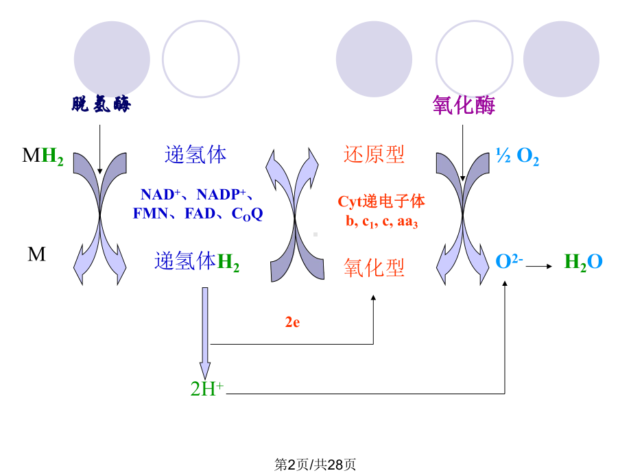 三生物膜与呼吸链课件.pptx_第2页