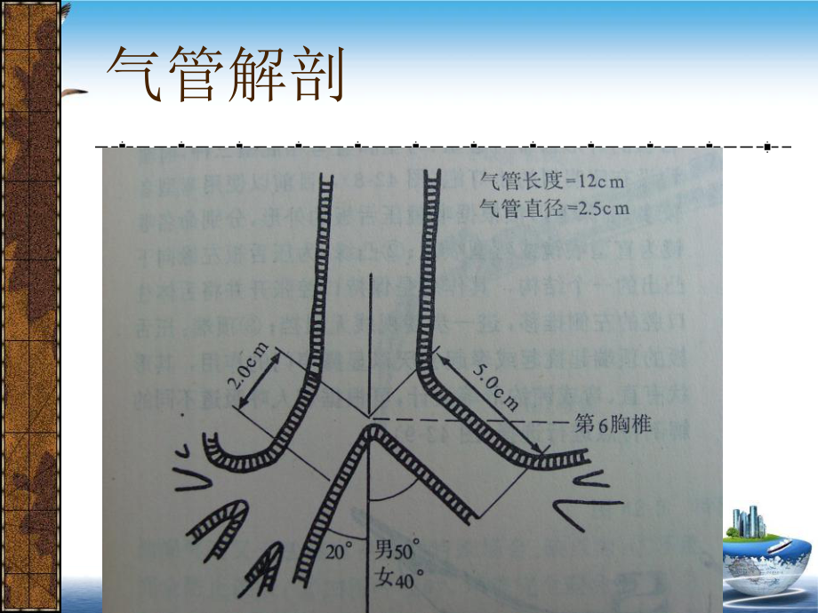 气管内插管术及深静脉置管课件.pptx_第2页