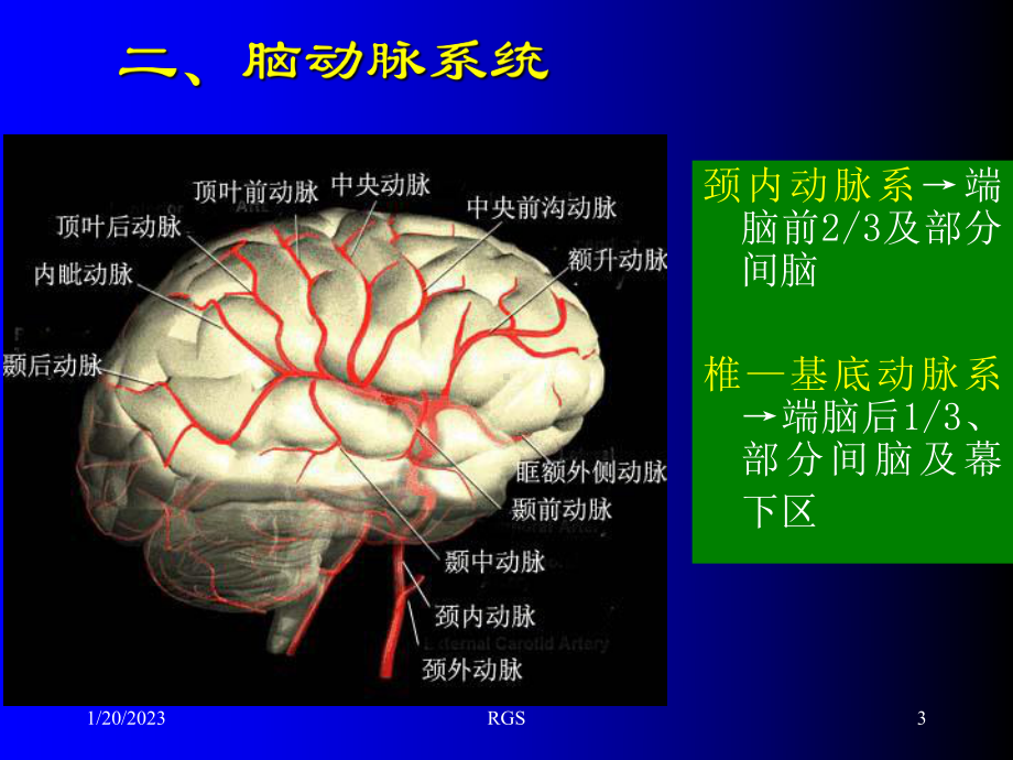 断层解剖脑血管1课件.ppt_第3页