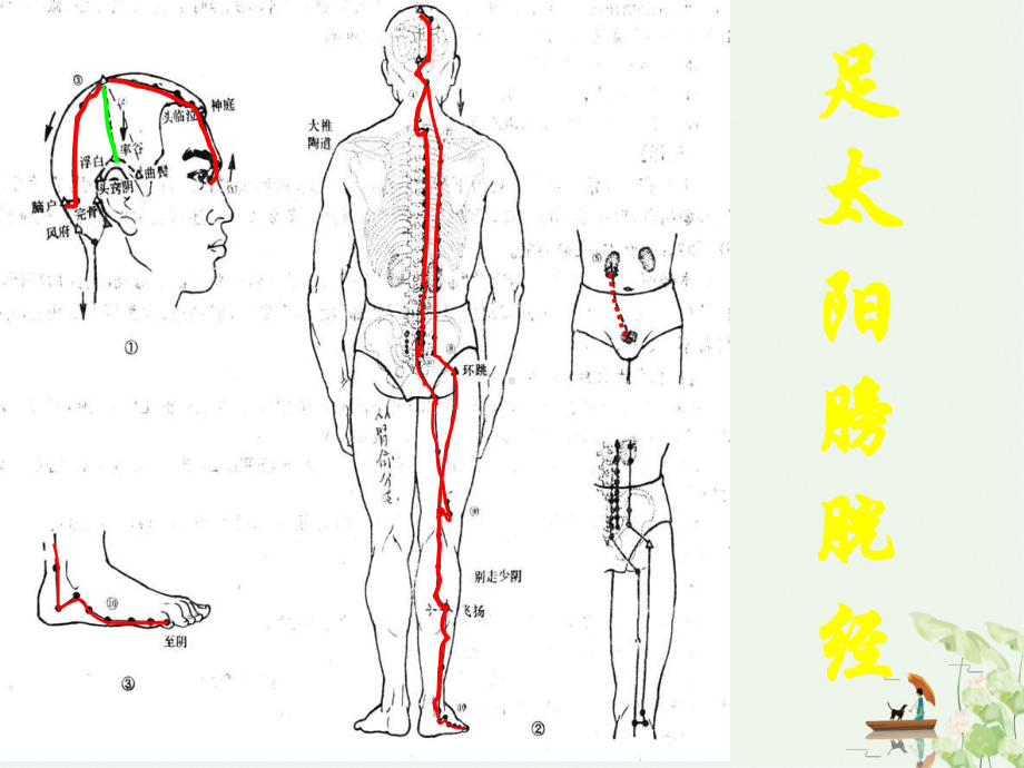 淮阴卫校足太阳膀胱经全部穴位课件.pptx_第2页