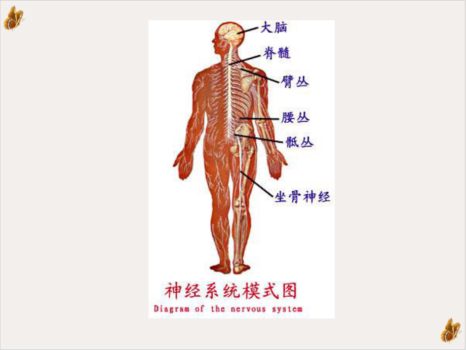 法医临床二外周神经教学课件.pptx_第2页