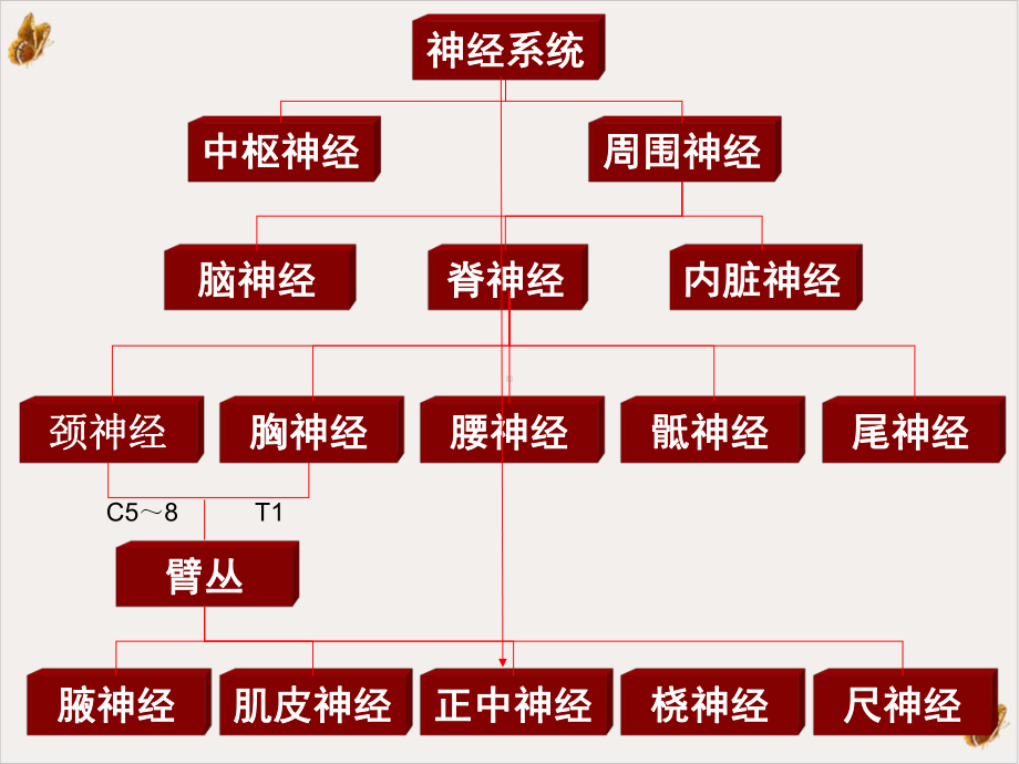 法医临床二外周神经教学课件.pptx_第3页