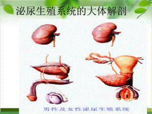 泌尿科手术病人的护理课件.pptx