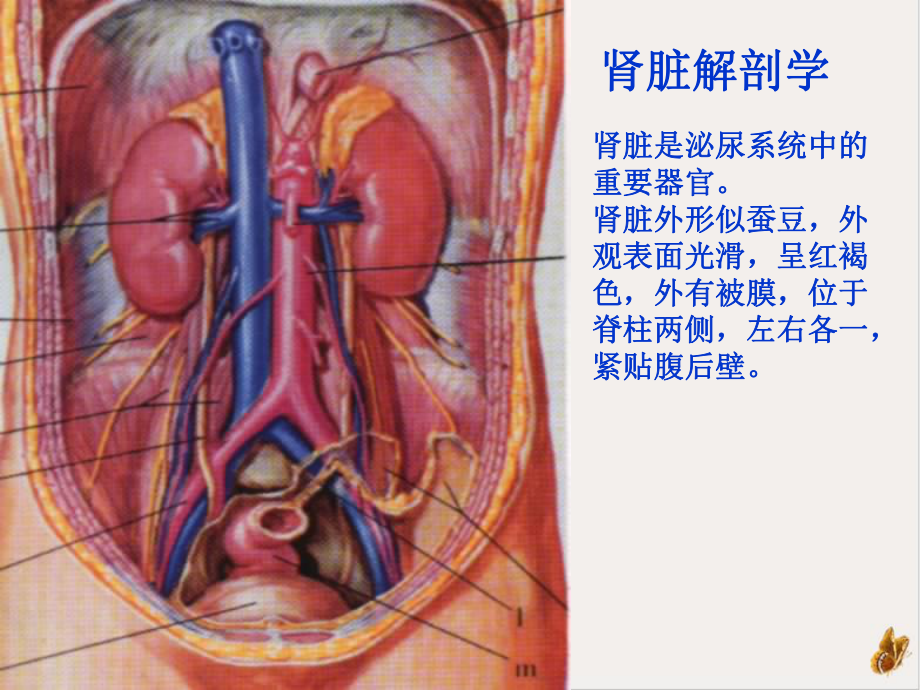 泌尿系统疾病的营养治疗课件.pptx_第1页