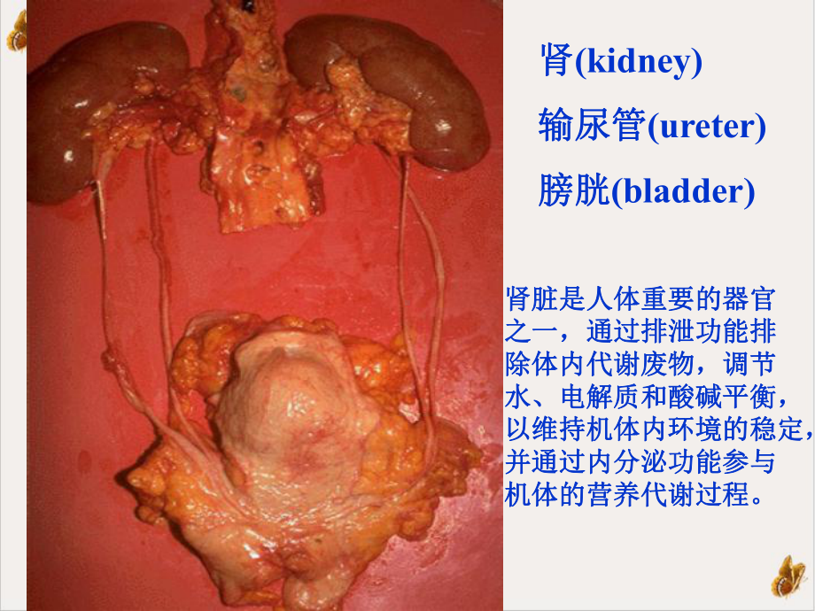 泌尿系统疾病的营养治疗课件.pptx_第2页