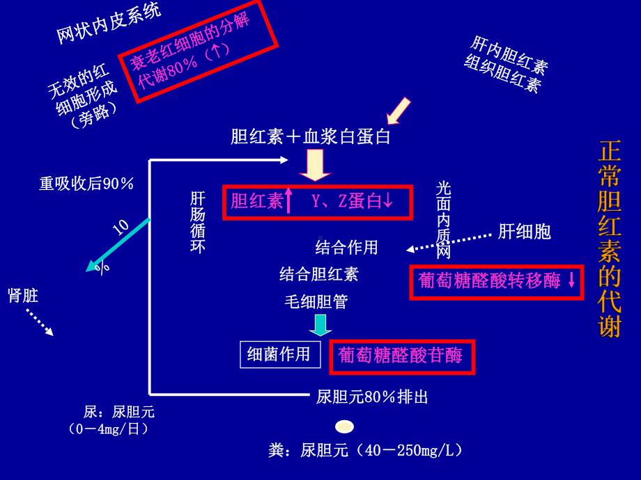 生儿黄疸及溶血病课件.ppt_第3页