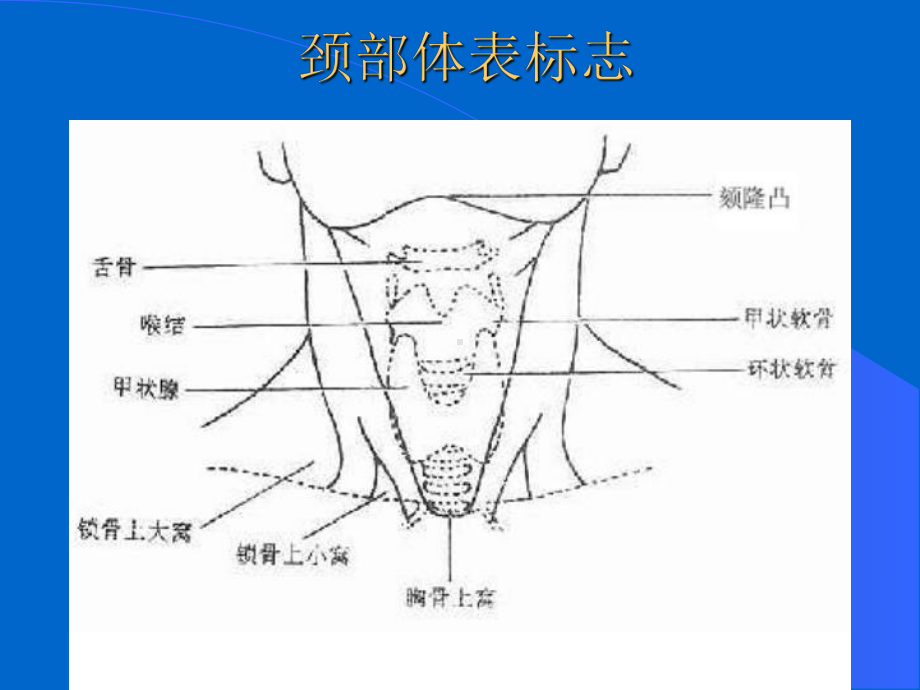 甲状腺疾病诊断与治疗终版课件.ppt_第3页