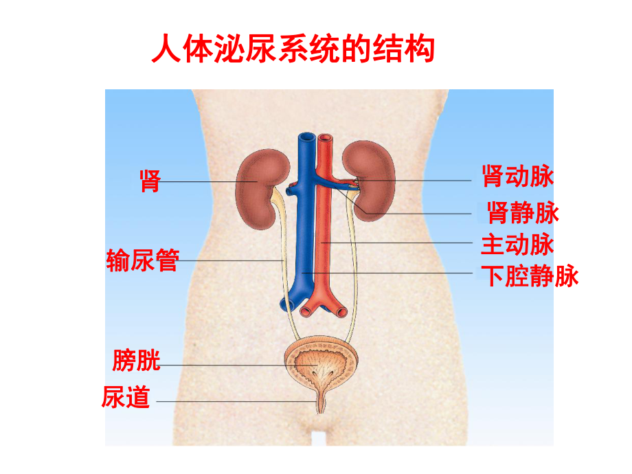 泌尿系统的组成课件.ppt_第3页