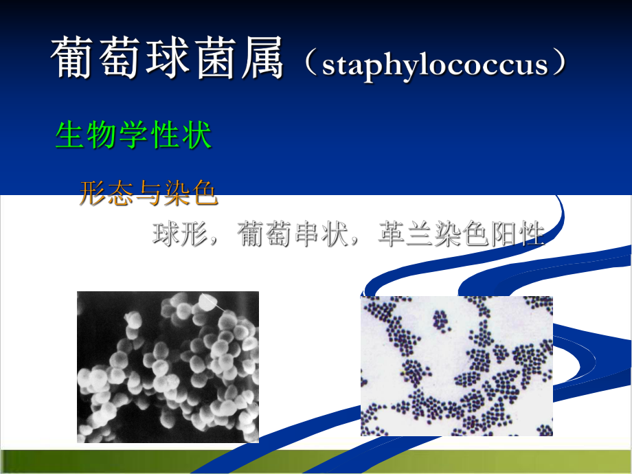 球菌微生物学课件.pptx_第2页