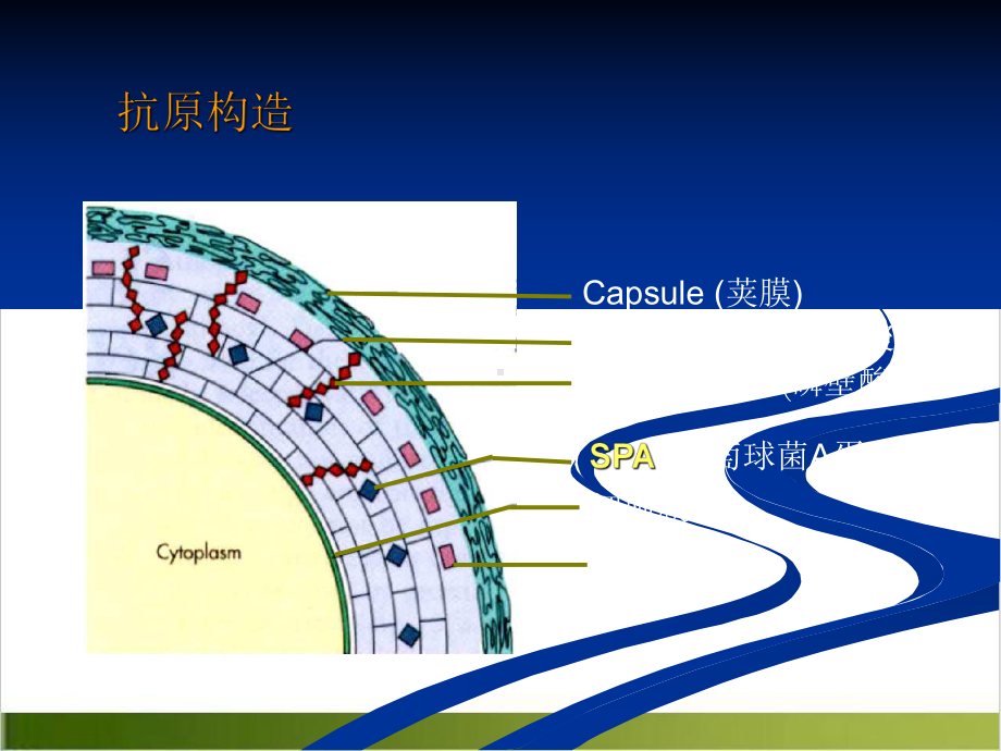 球菌微生物学课件.pptx_第3页