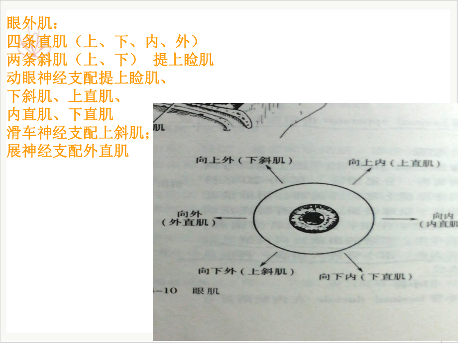 泪腺肿瘤课件.pptx_第3页