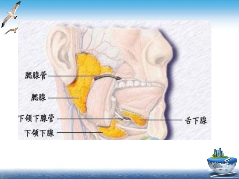 流行性腮腺炎预防知识课件整理.ppt_第2页