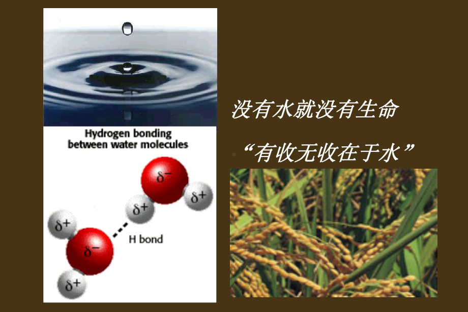 植物生理学-一章植物的水分生理课件.ppt_第2页