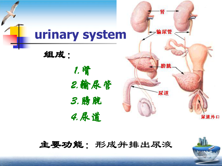 泌尿系统疾病讲述课件.pptx_第1页