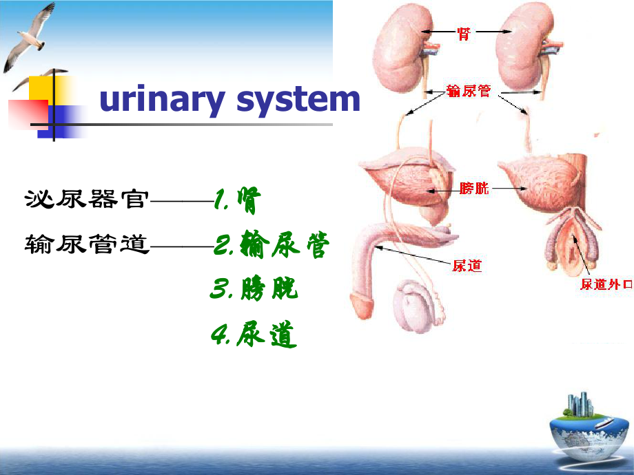 泌尿系统疾病讲述课件.pptx_第2页