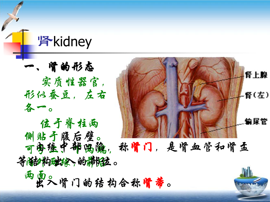 泌尿系统疾病讲述课件.pptx_第3页