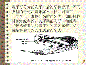 毒蛇咬伤的诊断与治疗教材课件.pptx