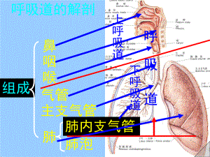 气管切开术的护理剖析课件.pptx