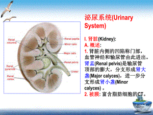 泌尿系统(Urinary课件.ppt