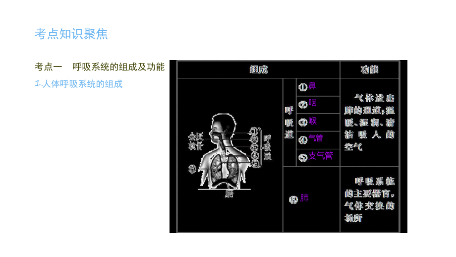 浙教版科学中考复习人体的呼吸-课件.ppt_第2页