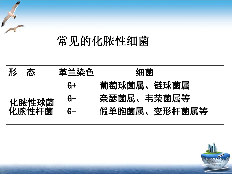 淋病奈瑟菌球形课件.pptx_第1页