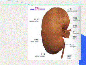 泌尿系统超声诊断新版课件.pptx