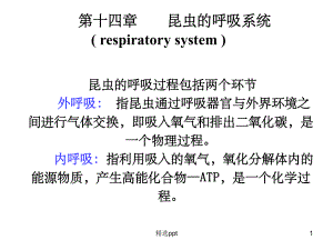 昆虫的呼吸系统11课件.ppt