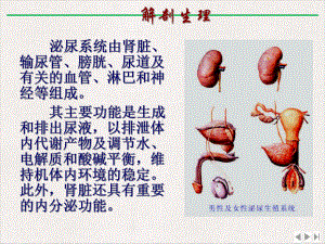 泌尿系统疾病患者的护理概述新版课件.pptx