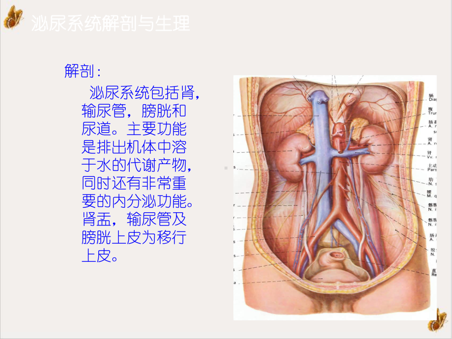 泌尿系结石的诊断及治疗课件.pptx_第2页