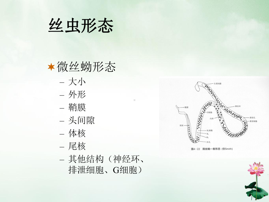 寄生虫学第四讲(丝肝)优质授课课件.ppt_第3页