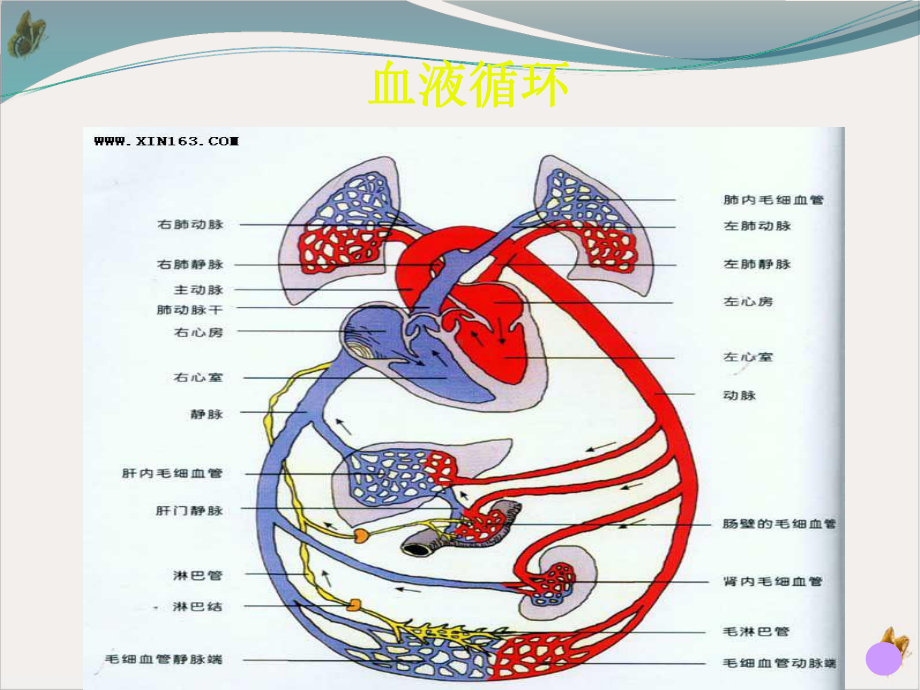 深静脉血栓形成的原因及护理培训课程课件.pptx_第1页