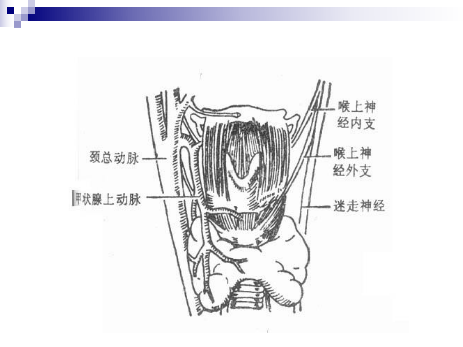 甲状腺结节的诊断和处理课件.ppt_第2页