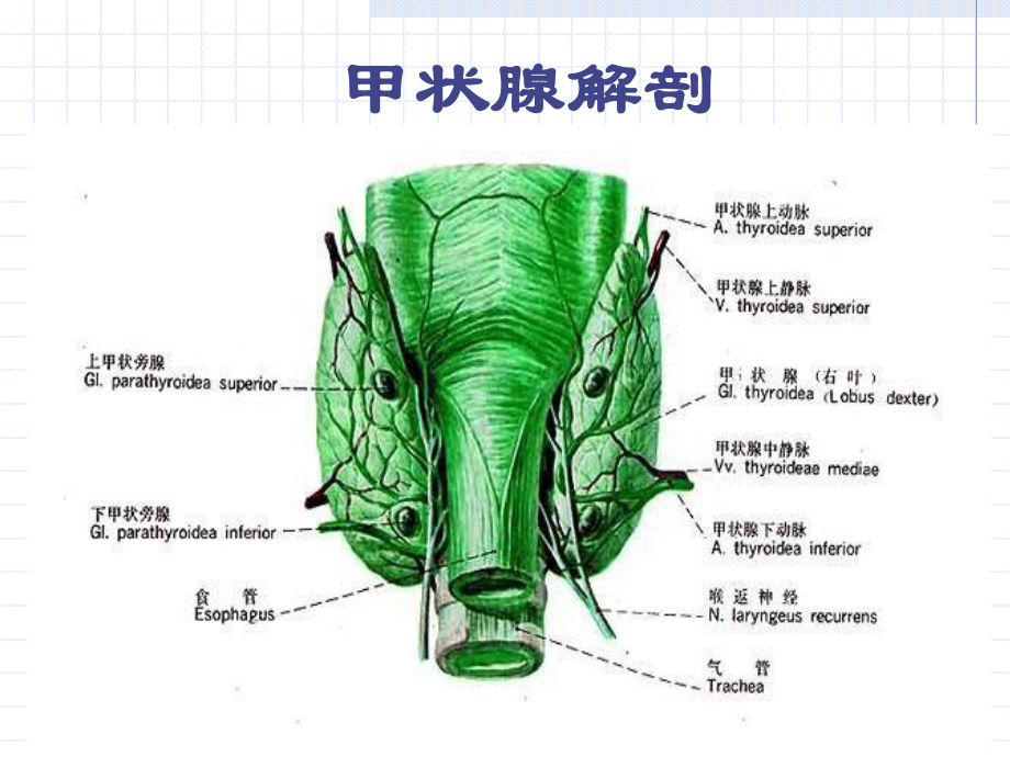 最新颈部疾病的护理课件.ppt_第2页